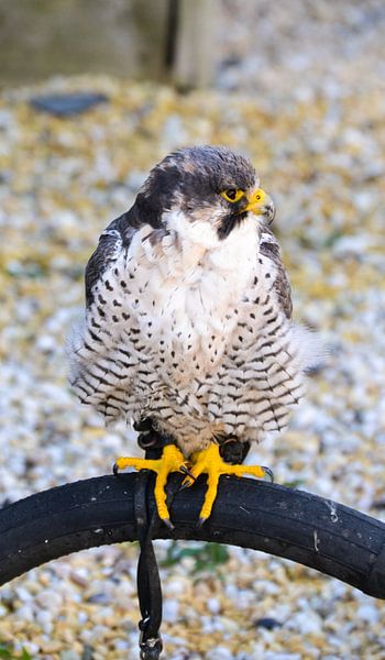 kleine roofvogel/ little hunting bird / petit oiseau de chasse par melissa demeunier