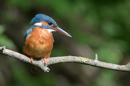 IJsvogel in Amsterdam