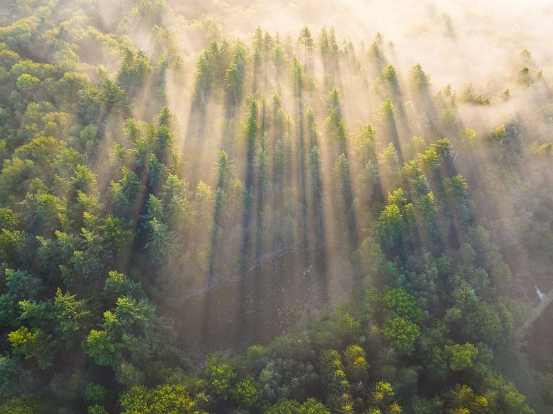 Mistige zonsopkomst boven het Drents Friese-Wold van Droninger