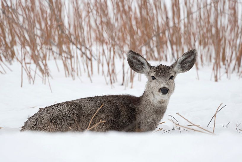 Maultierhirsch ( Odocoileus hemionus ), lustige riesengroße Ohren, im Winter, ruht im Schnee par wunderbare Erde