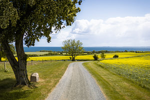 Rapsblüte in Dänemark