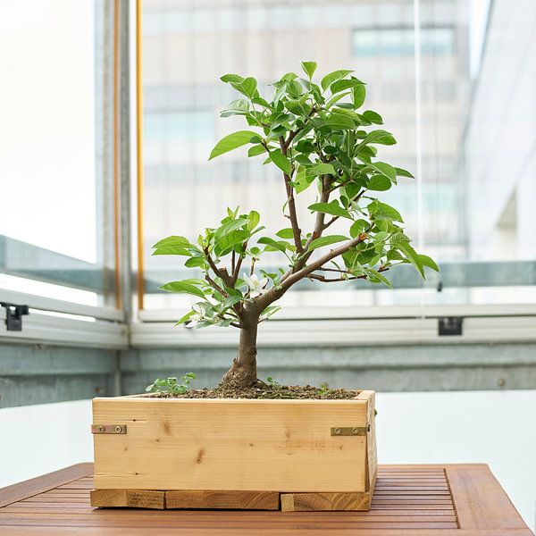 Apple tree as bonsai by Heiko Kueverling