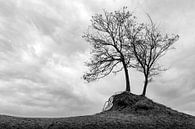 Minimalismus der Bäume als Landschaft in Schwarz-Weiß von Steven Dijkshoorn Miniaturansicht