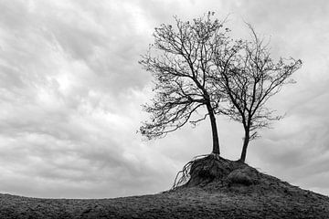 Le minimalisme des arbres comme paysage en noir et blanc sur Steven Dijkshoorn