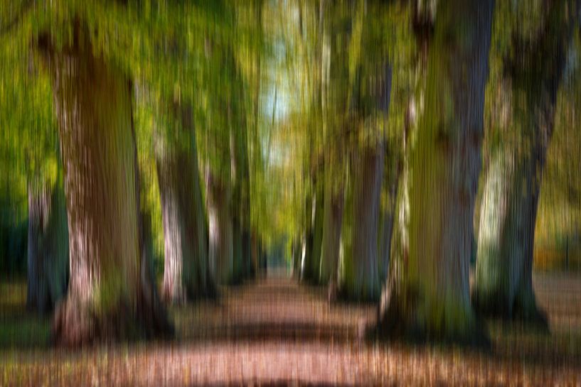 Monumental trees by Sabine Wagner