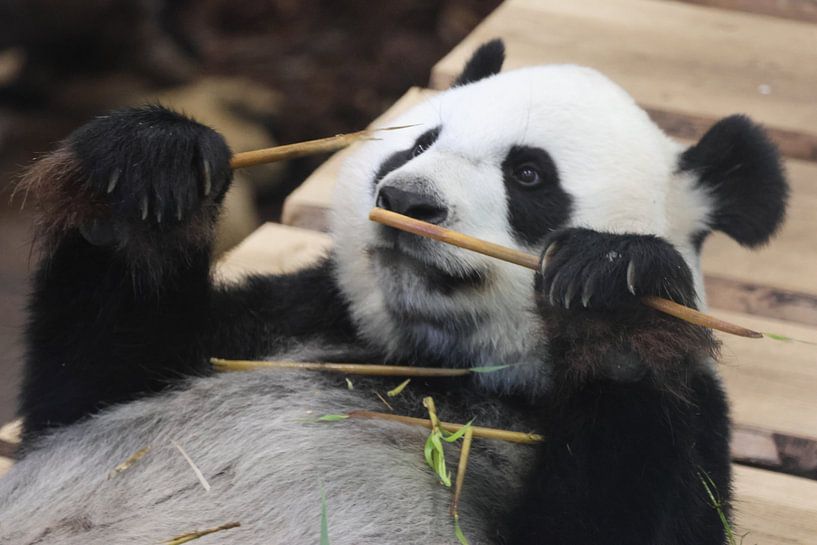 Panda in Ouwehands Zoo by Photography by van Amsterdam