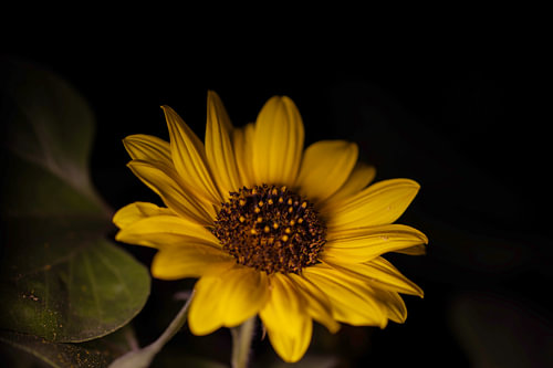 tournesol