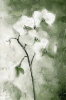 Orchidée blanche | Vert