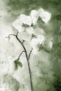 Weiße Orchidee | Grün