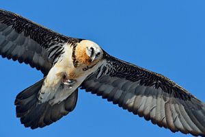 Bartgeier ( Gypaetus barbatus ) im Flug mit einem Knochen in den Fängen, wildlife, Europa.
