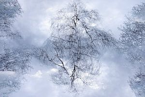 Bomen