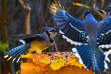 Blue jays at the garden feed by Claude Laprise