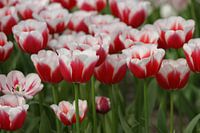tulp
