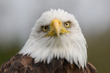 American bald eagle Duke by CluitZicht | Pepijn Cluitmans
