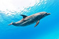 Dolfijn von Joost van Uffelen Miniaturansicht