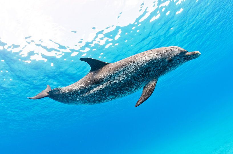 Dolfijn von Joost van Uffelen