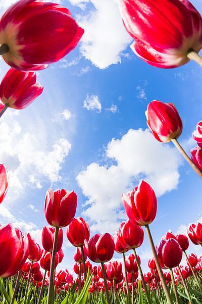 Dutch Tulips by Volt
