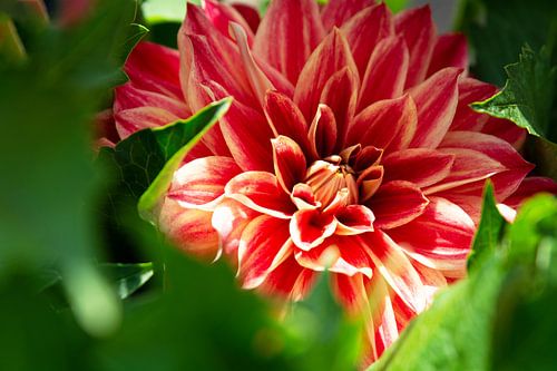 Dahlia rouge