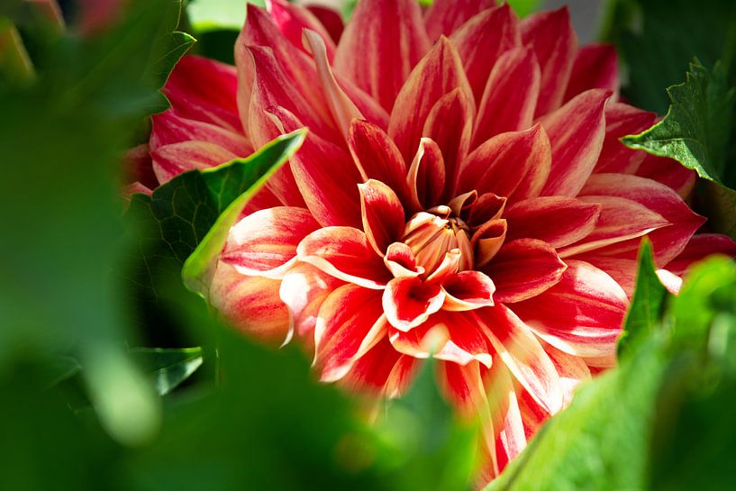 red Dahlia by Henriette Tischler van Sleen
