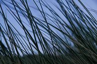 Marram grass on Dutch beach dune by Peter van Weel thumbnail