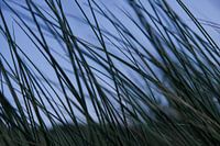 Marram grass on Dutch beach dune