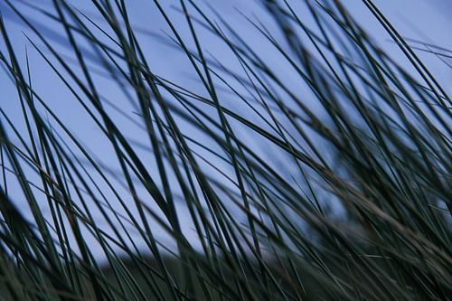 Marram grass on Dutch beach dune