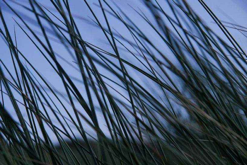 Marram grass on Dutch beach dune by Peter van Weel