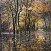 Reflection of autumn forest by Felix Sedney
