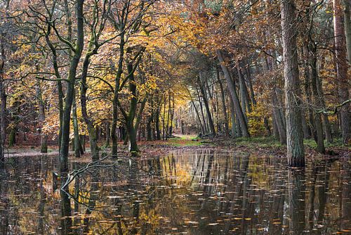 Reflectie van herfstbos in Leuvenum