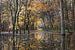 Spiegelung des Herbstwaldes von Felix Sedney