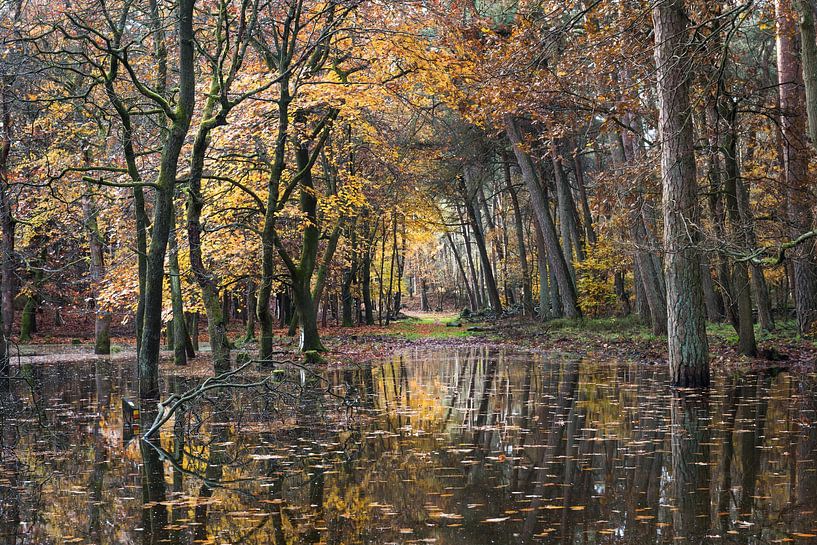 Reflectie van herfstbos in Leuvenum van Felix Sedney