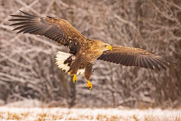 Zeearend (Haliaeetus albicilla), roofvogel. van Gert Hilbink