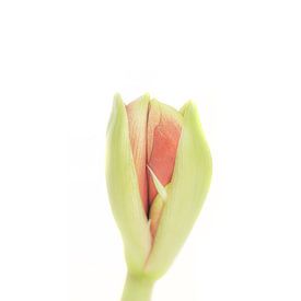 Onluikende amaryllis, een echte bloem om met de kerstdagen aan iemand cadeau te doen van Shop bij Rob