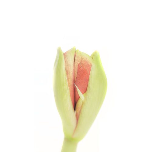 Onluikende amaryllis, een echte bloem om met de kerstdagen aan iemand cadeau te doen
