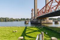 Spijkenisse-Brücke