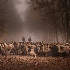 Troupeau de moutons de Havelte sur Tara Kiers