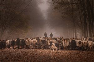 Troupeau de moutons de Havelte sur Tara Kiers