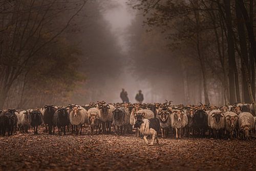 Havelte sheep herd by Tara Kiers