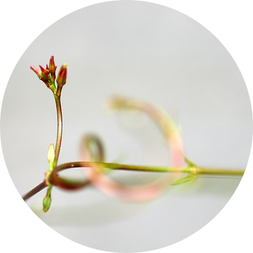 Searching, Sundaville Macrofotografie