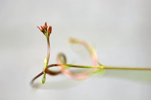 Searching, Sundaville Macrofotografie