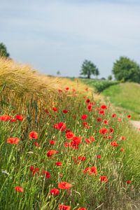 Mohnblume