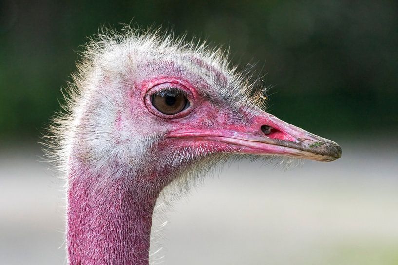 Ostrich by Merijn Loch