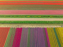 Colorful tulips in a field during springtime