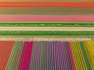 Bunte Tulpen auf einem Feld im Frühling von Sjoerd van der Wal Fotografie