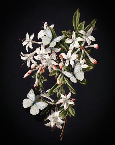 The Flowering Azalea - Butterflies Edition