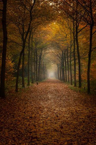 Mistige herfst ochtend