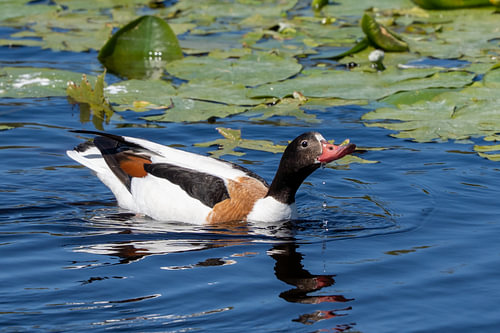 Common Shelduck Swimming in Blue Water