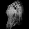 Pony in zwart wit met zwarte achtergrond van Maria-Maaike Dijkstra