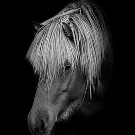 Pony in black and white with black background by Maria-Maaike Dijkstra