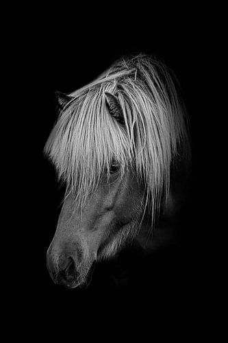 Pony in zwart wit met zwarte achtergrond van Maria-Maaike Dijkstra